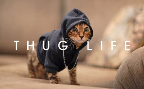 <thug life kitten goes above.>